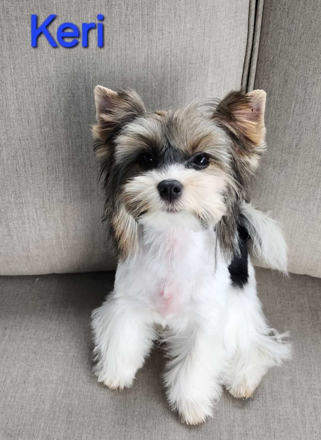 Biewer Terriers, Miniature Schnauzers, Morkies, and Yorkshire Terriers from Blue Ridge Mountain Puppies