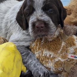 Red girl - Brown roan female Spinone Italiano puppy in Florida from Starfire Leonbergers and Spinone Italiano