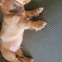 Dachshund Puppies from Harris Hugs and Wiener Wiggles