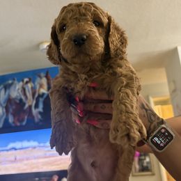 Goldendoodle puppies from Puppy Love Heaven