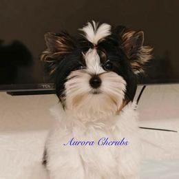 Nicholas - Biewer Terrier