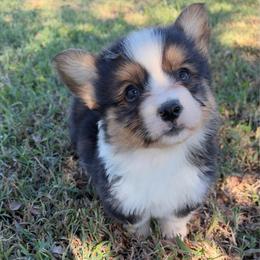 Ralph - Black and tan male Pembroke Welsh Corgi puppy in Beggs, Oklahoma from Blue Diamond Corgi’s