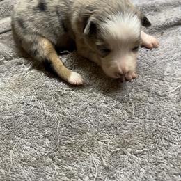 F3 - Blue merle female Border Collie puppy in Meridian, Mississippi from Border Hollow Border Collies