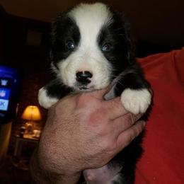 Australian Shepherd Puppies from Kendra Phillips