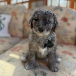 Waitlist 4 (M) - Yellow and white male Bernedoodle puppy in Gales Ferry, Connecticut from Schweers Goldens and Doodles