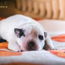 Gandalf (AKC) - Blue male Australian Cattle Dog puppy in Marana, Arizona from Impact 3rd Australian Cattle Dogs