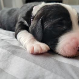 Bruno - Black tri-color male Assorted Doodle Crosses puppy in Blackfoot, Idaho from Lucky Pup Meadows