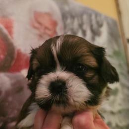 Boy 2 - Gold and white male Shih Tzu puppy in North Carolina from WillowCreek Mountain View Shih Tzu