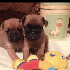 Bernese Mountain Dog and Brussels Griffon Puppies from Brooks Berner Bears