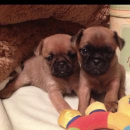 Bernese Mountain Dog and Brussels Griffon Puppies from Brooks Berner Bears