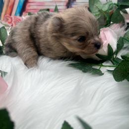 Girl 1 - Chocolate merle female Pomeranian puppy in Brentwood, California from Royalpawpoms