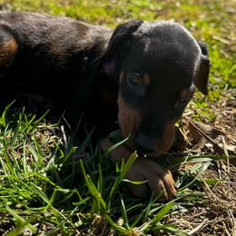 Purple - Black and rust female Doberman Pinscher puppy in Medina, Tennessee from Valorosa Doberman Kennel