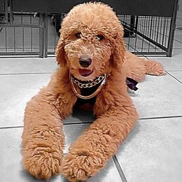 Goldendoodles from Suntini’s Posh Pets