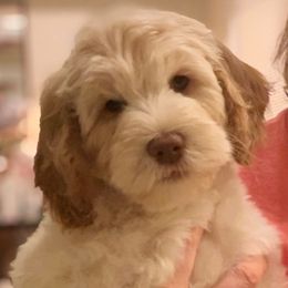 Australian Labradoodle Puppies from Charlotte Labradoodles
