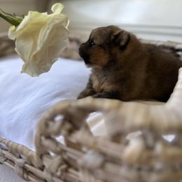 Pomeranian puppies from Carousel Poodles & Pomeranians