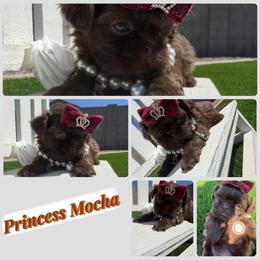 Princess mocha - Chocolate female Shih Tzu puppy in Coolidge, Arizona from Shih Tzu’s  ‘N’ Love