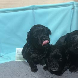 Yorkipoo Puppies from Anderson's Yorkiepoo