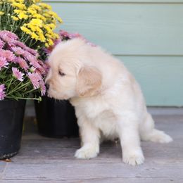 Golden Retriever Puppies from A Refined Canine