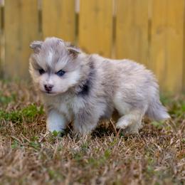 Saja - Merle male Pomsky puppy in Sumter, South Carolina from Emerald Skies Pomskies