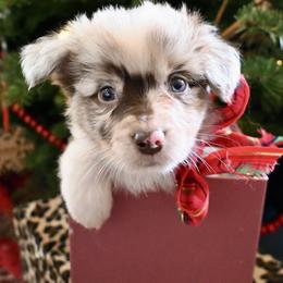 Mr. Crawley - Red merle male Miniature American Shepherd puppy in Damascus, Oregon from Rebel Soul Minis