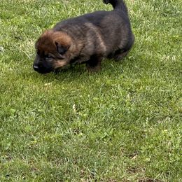 German Shepherd Puppies from Segen Von Gott German Shepherd’s