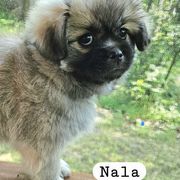 Nala - Sable female Tibetan Spaniel puppy in St. Petersburg, Florida from Coastal Peaks Tibetan Spaniel Breeder