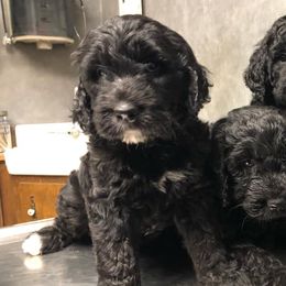 Assorted Doodle Crosses, Aussiedoodles, Bernedoodles, Cavapoos, Cotons de Tulear, and Goldendoodles from Scenic City Doodles