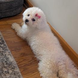Coco - Bichon Frise
