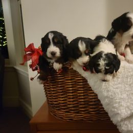 Bernedoodle and Labradoodle Puppies from Reid Wasatch Doodles