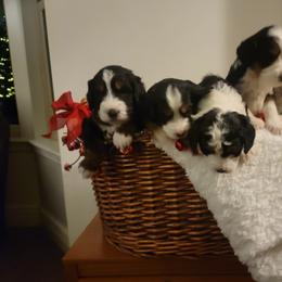 Bernedoodle and Labradoodle Puppies from Reid Wasatch Doodles