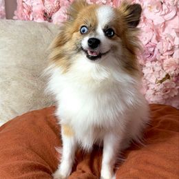 Taquito - Pomeranian