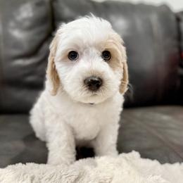 Blue boy.Bandit - Parti male Goldendoodle puppy in Twin Falls, Idaho from Magic Valley Family Doodles