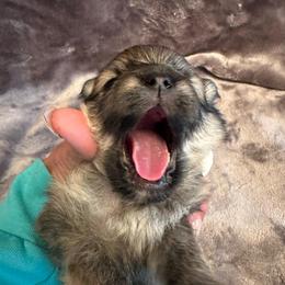 Timmy - Tri-colored male Pomeranian puppy in Scio, Oregon from Mac Daddy Poms