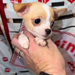 Ava - Cream and white female Chihuahua puppy in Palmyra, Indiana from Country Star Chihuahuas