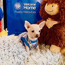 King - Cream and white male Chihuahua puppy in Athens, Georgia from Imperial Chihuahua