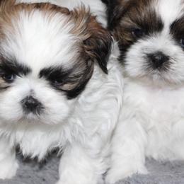 Shih Tzus from Mimi's Shih Tzus