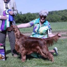 Kira - Irish Setter