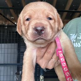 Pink - Yellow female Labrador Retriever puppy in Newton Grove, North Carolina from Wayalife Labradors & Gsp’s