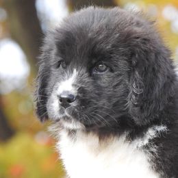 Kade OFA - White and black male Newfoundland puppy in Dalton, Ohio from Newfforu