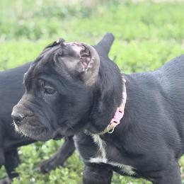 Pink - Black female Cane Corso puppy in Stilwell, Oklahoma from Killing Joke Kennels