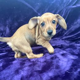 Hot Tamale - Red female Dachshund puppy in Memphis, Tennessee from River City Doxies