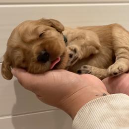 Australian Labradoodle Puppies from Pixie Doodle Paws