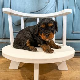 Jeffrey - Black and tan male Cavapoo puppy in Beresford, South Dakota from DAKOTA DOOD RANCH