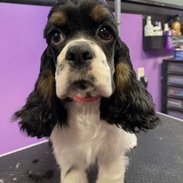Girl 2 (Carly) - Cocker Spaniel puppy in Pennsylvania from Gypsyrose Cockers