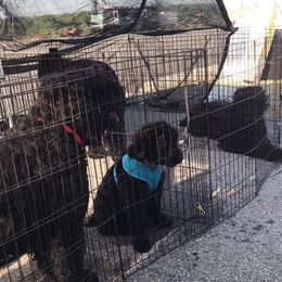Black Russian Terrier and Cavalier King Charles Spaniel Puppies from Ocean Gem & Guardian Bears
