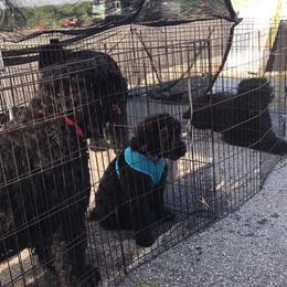 Black Russian Terrier and Cavalier King Charles Spaniel Puppies from Ocean Gem & Guardian Bears