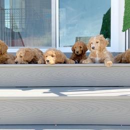 Goldendoodle Puppies from Sunnydoodle Utah