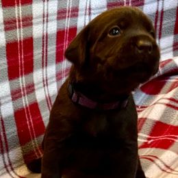 Purple Collar - Chocolate female Labrador Retriever puppy in Alvin, Texas from Red Retrievers