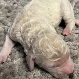 Girl 3 - Cream Poodle puppy in Sherman, Texas from Ruth’s Poodles