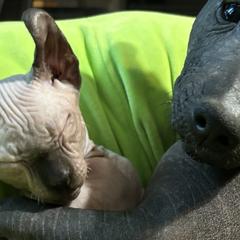 Goldendoodles and Poodles from Wonderland Kennel